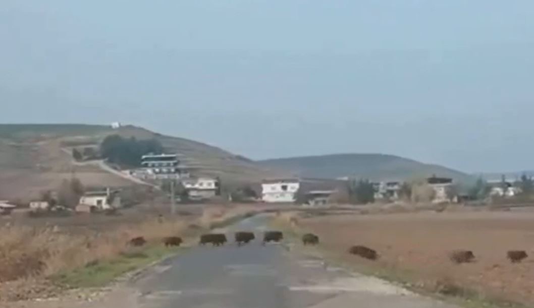 Batman’da domuz sürüsü korkuttu