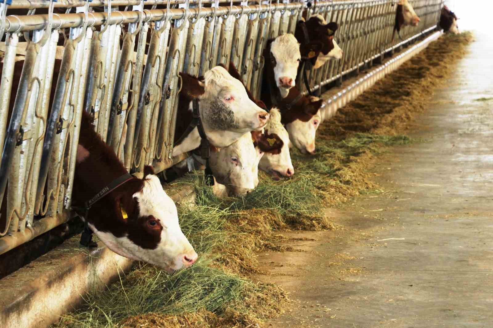 Besiciler artan yem fiyatlarından yakındı