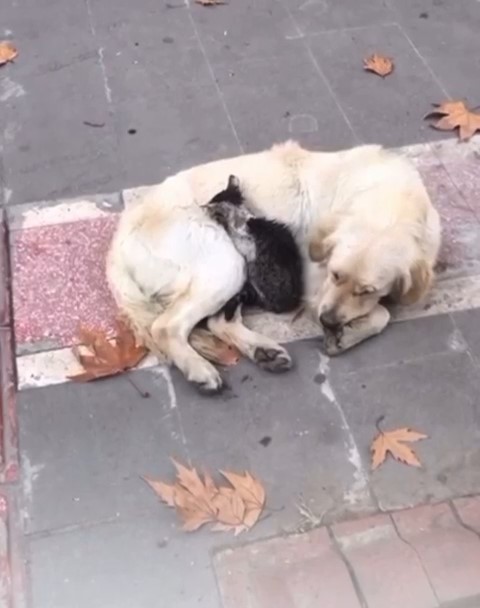 Batman’da kedi ile köpeğin yürekleri ısıtan dostluğu