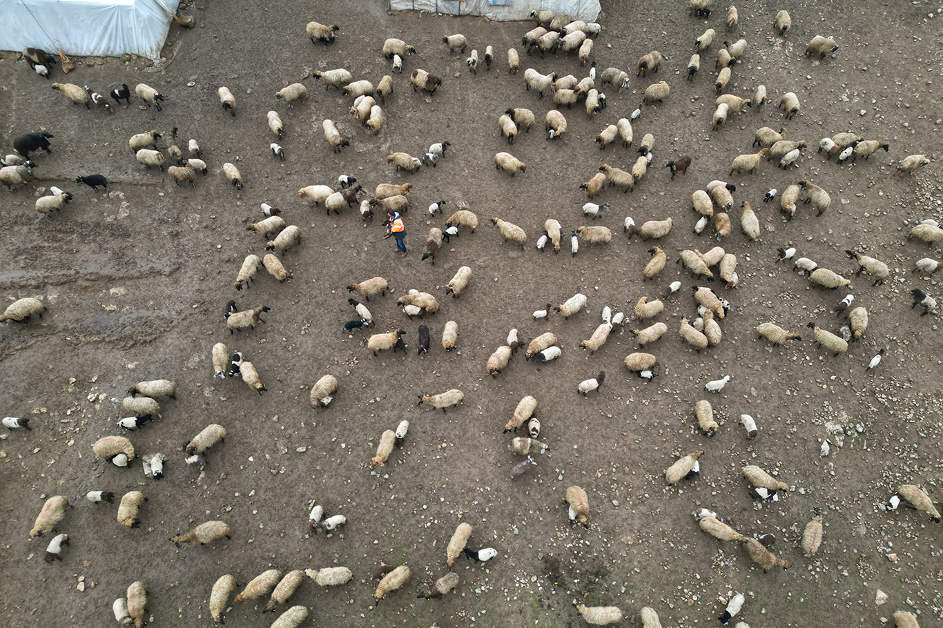 Hayvancılık her geçen gün azalıyor!