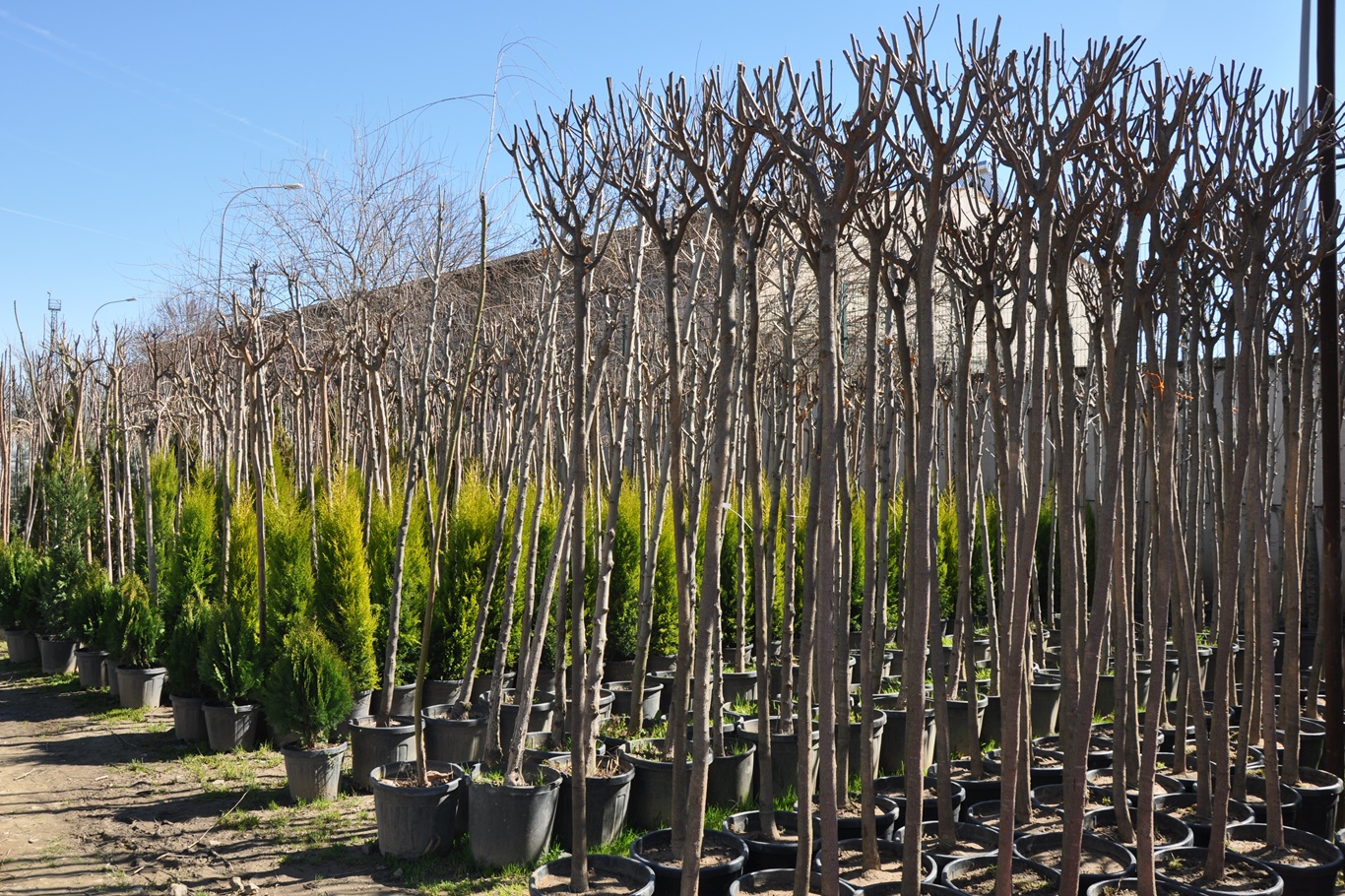 Fidan satışları ve budama işlemleri başladı