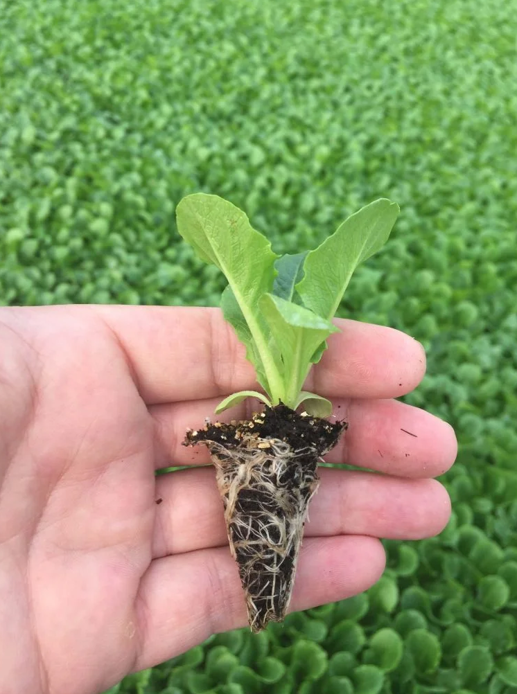 1 milyon hibrit sebze fidesi dağıtılacak