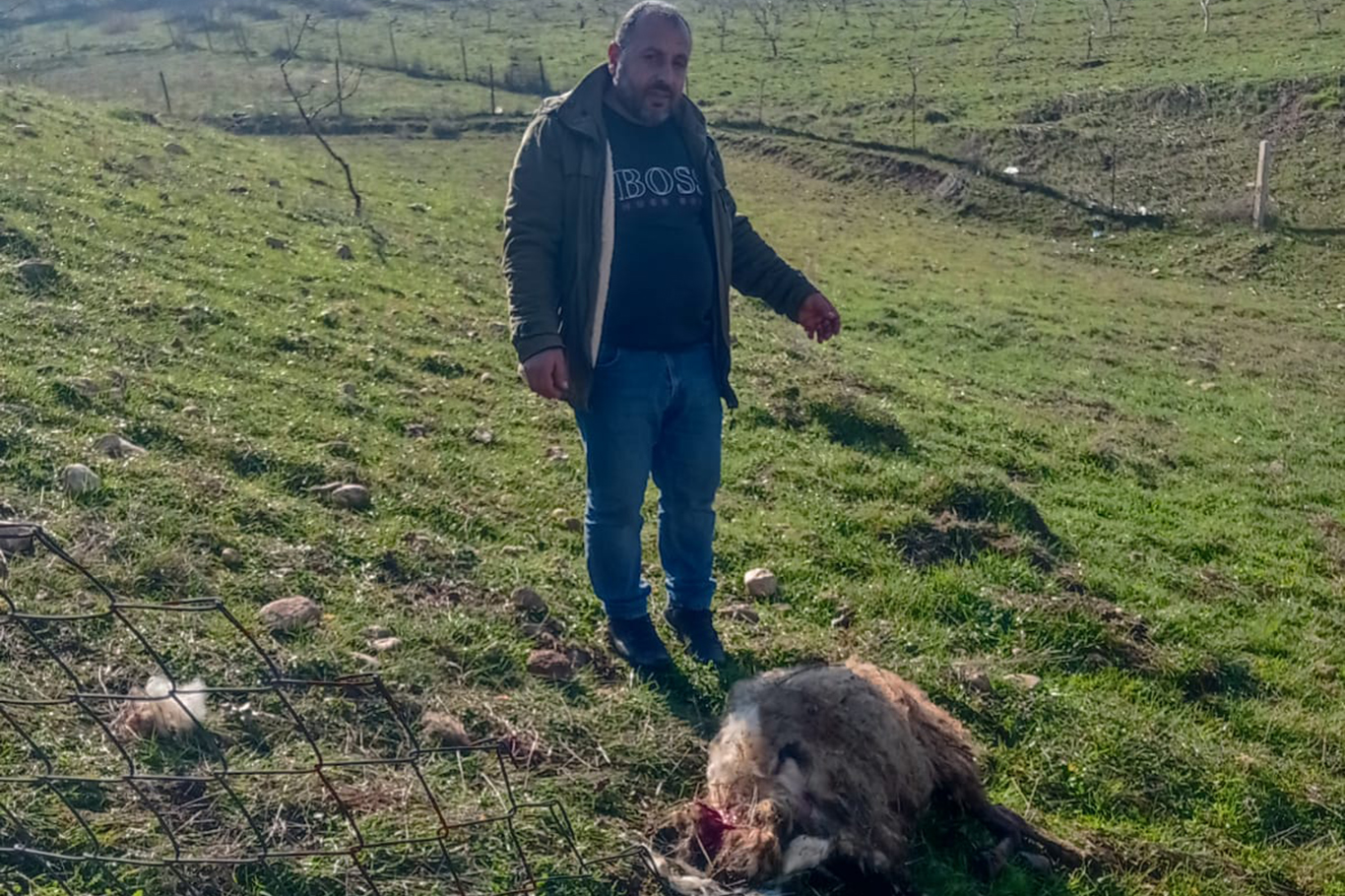 Batman’da başıboş köpekler koyunu parçaladı