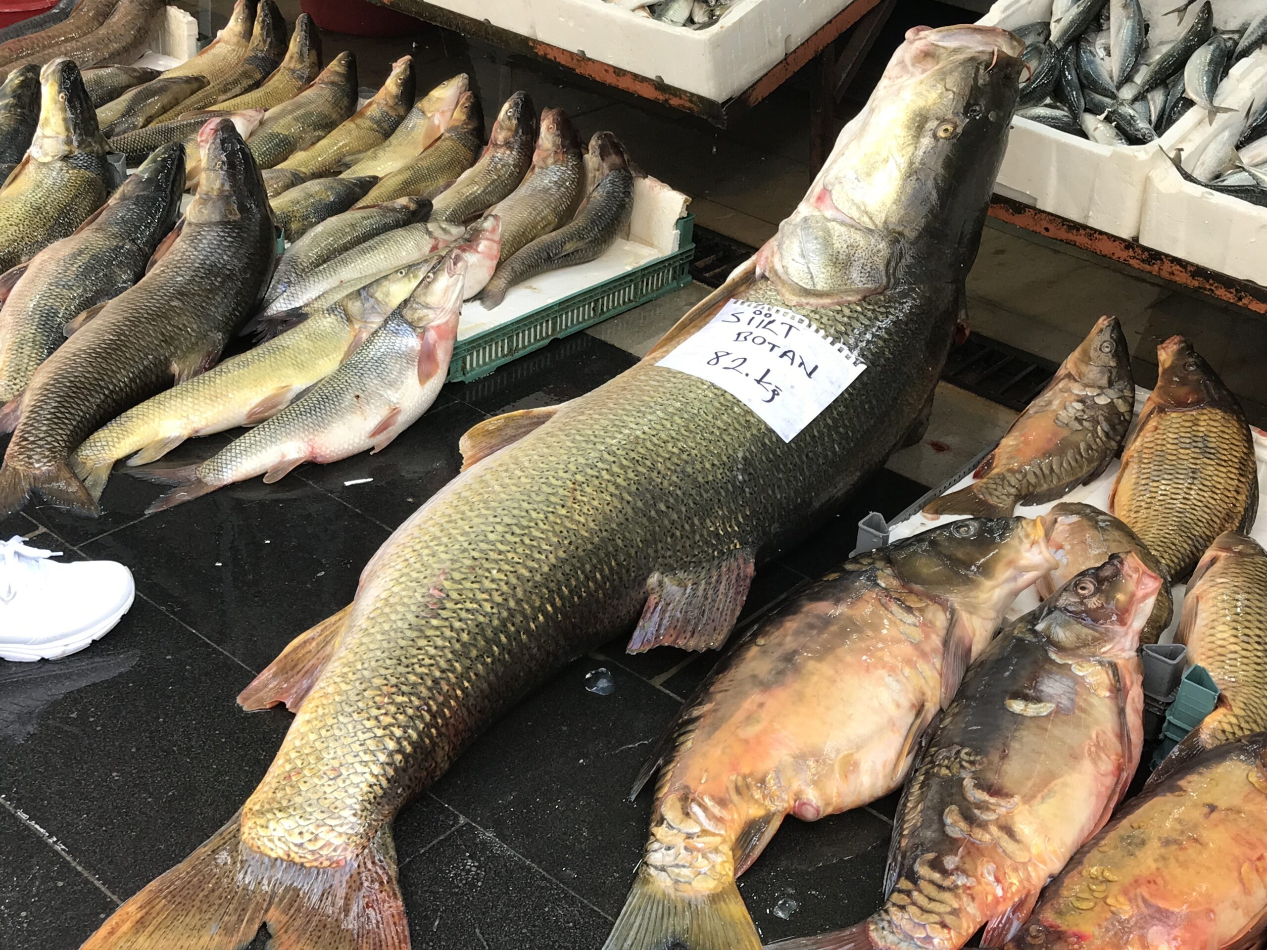Balığı görenler gözünü alamadı