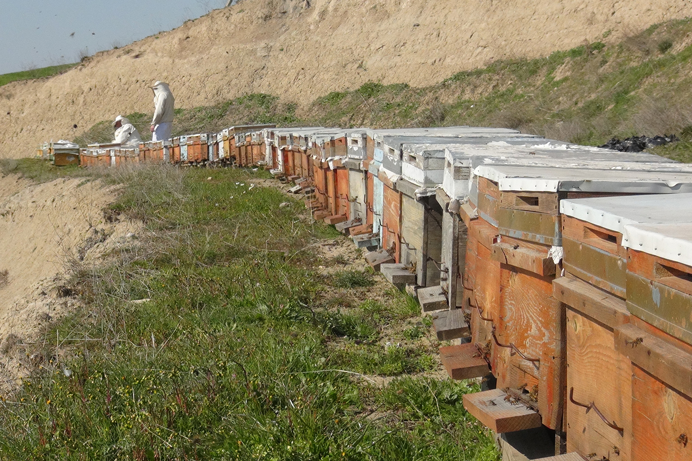 Arılar kış uykusundan erken uyandı!