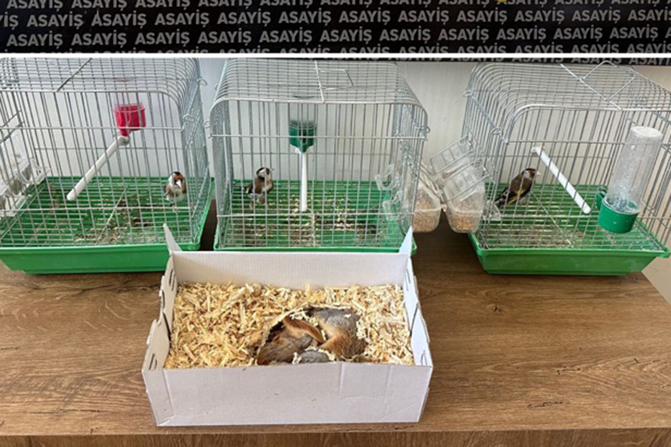 Satışı yasak saka kuşları ve sincapları pazarlayan şahsa ceza