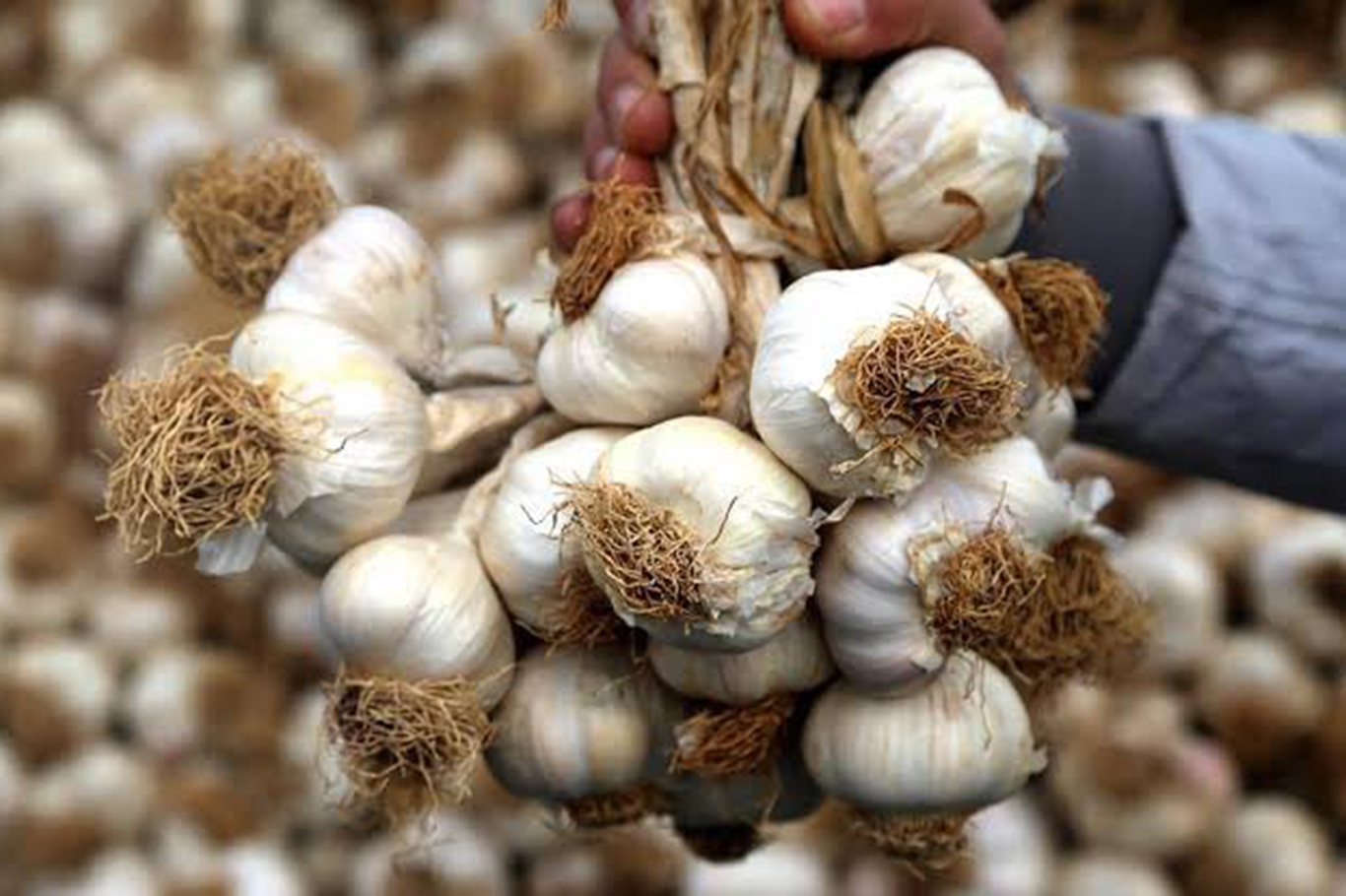 Batman’a özgü “Mehina Sarımsağı” tescillendi