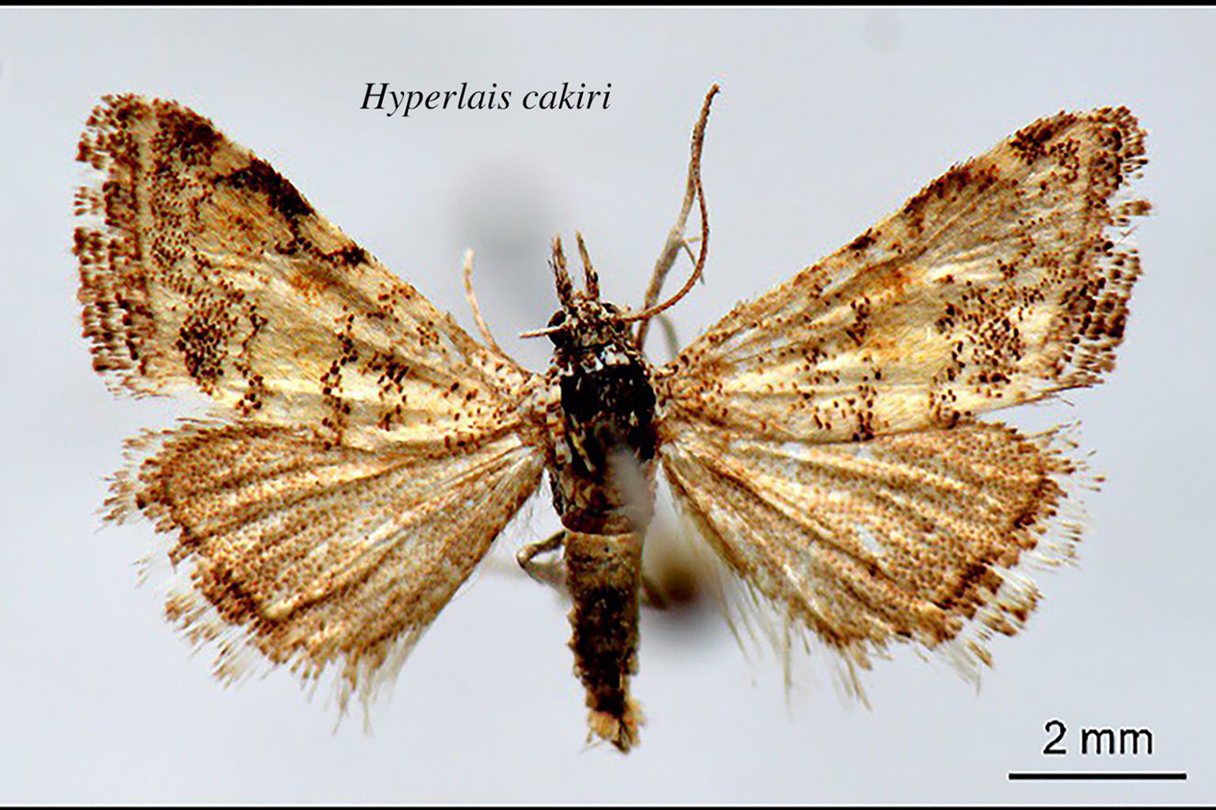 Batman’daki öğretim üyesi yeni bir kelebek türü keşfetti