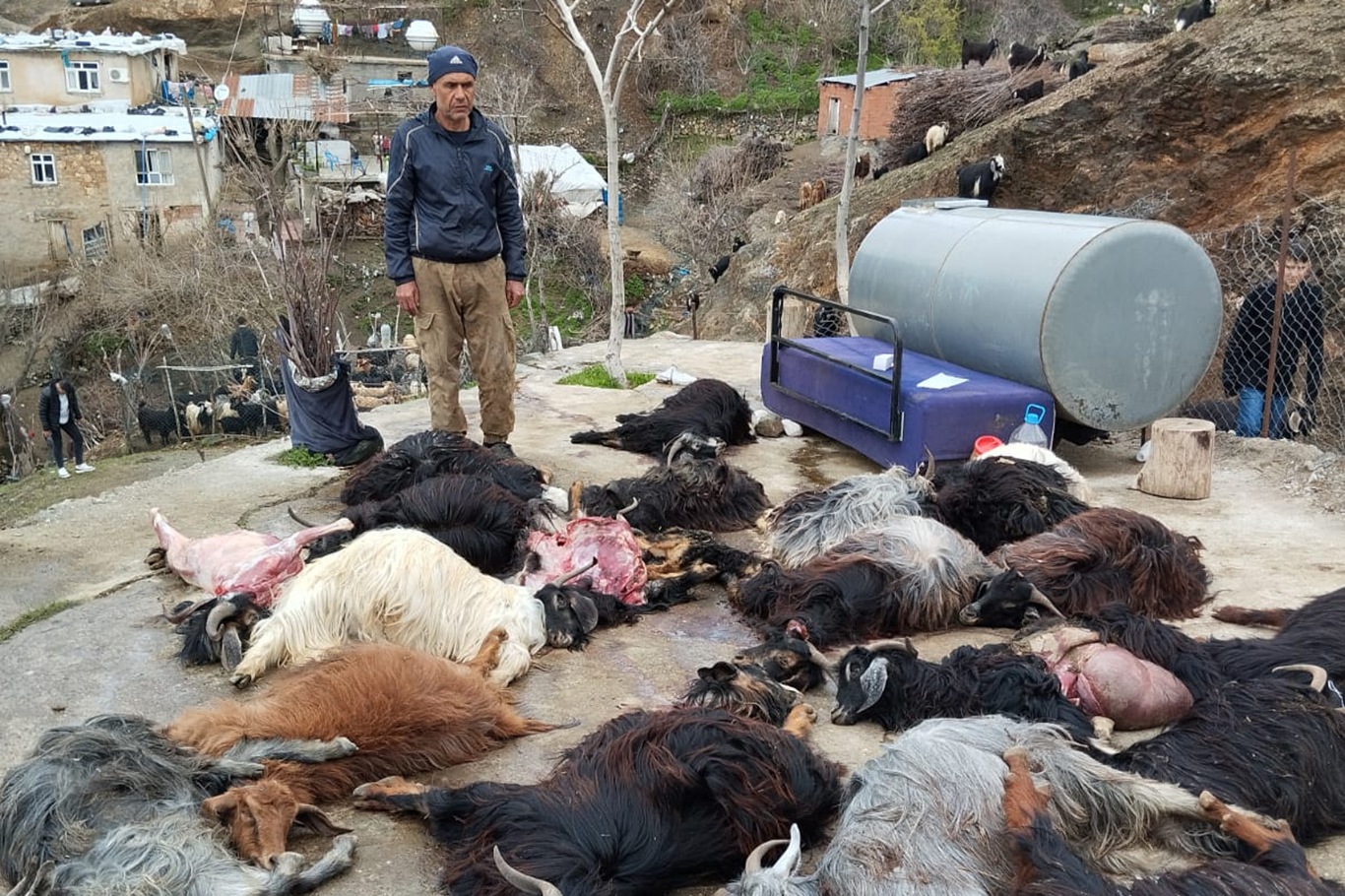 Sason’da ilaçtan etkilenen 30 keçi telef odu