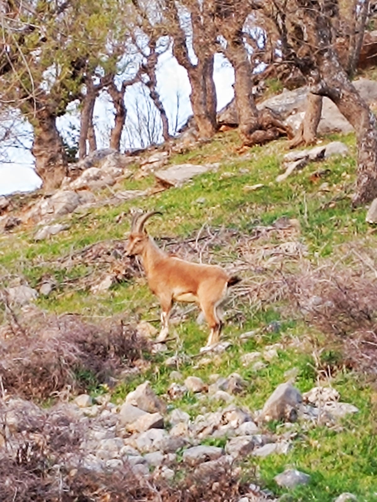Kırmızı listede bulunan dağ keçisi Batman’da görüntülendi