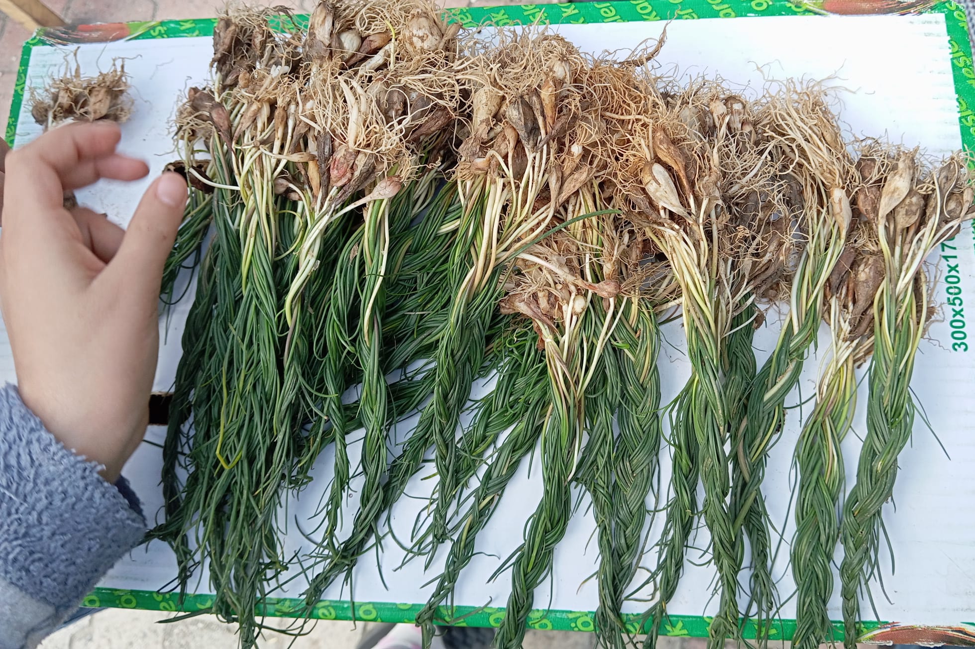 Zuzubak otu çeyrek altınla yarışıyor