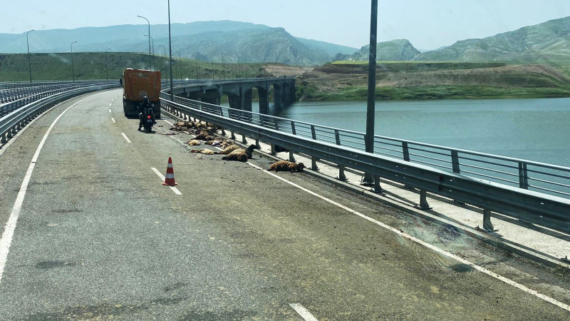 Hafriyat kamyonu sürüye daldı! 30 koyun telef oldu