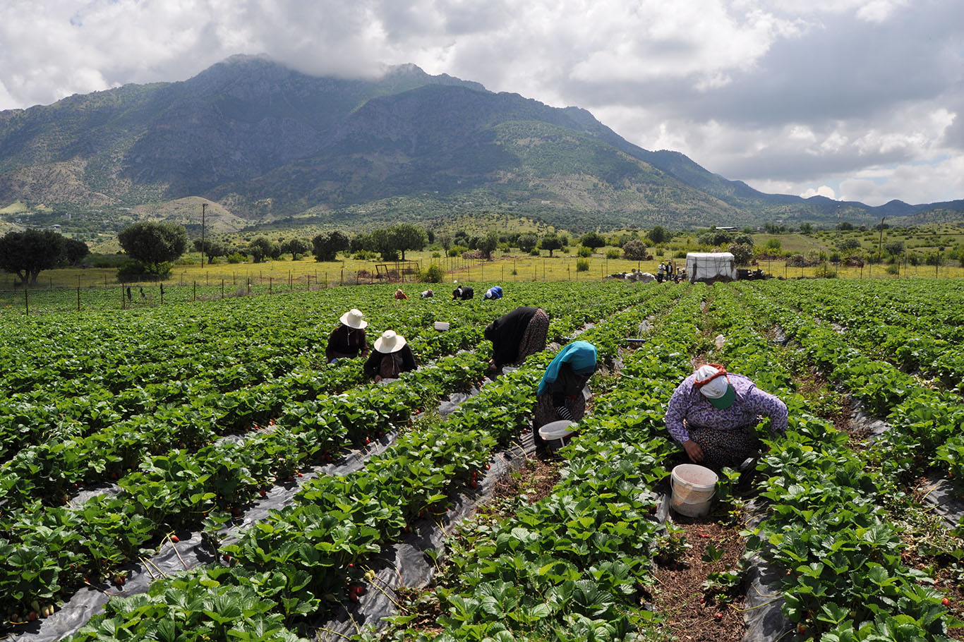 Yağışlar çilek verimini olumsuz etkiledi!