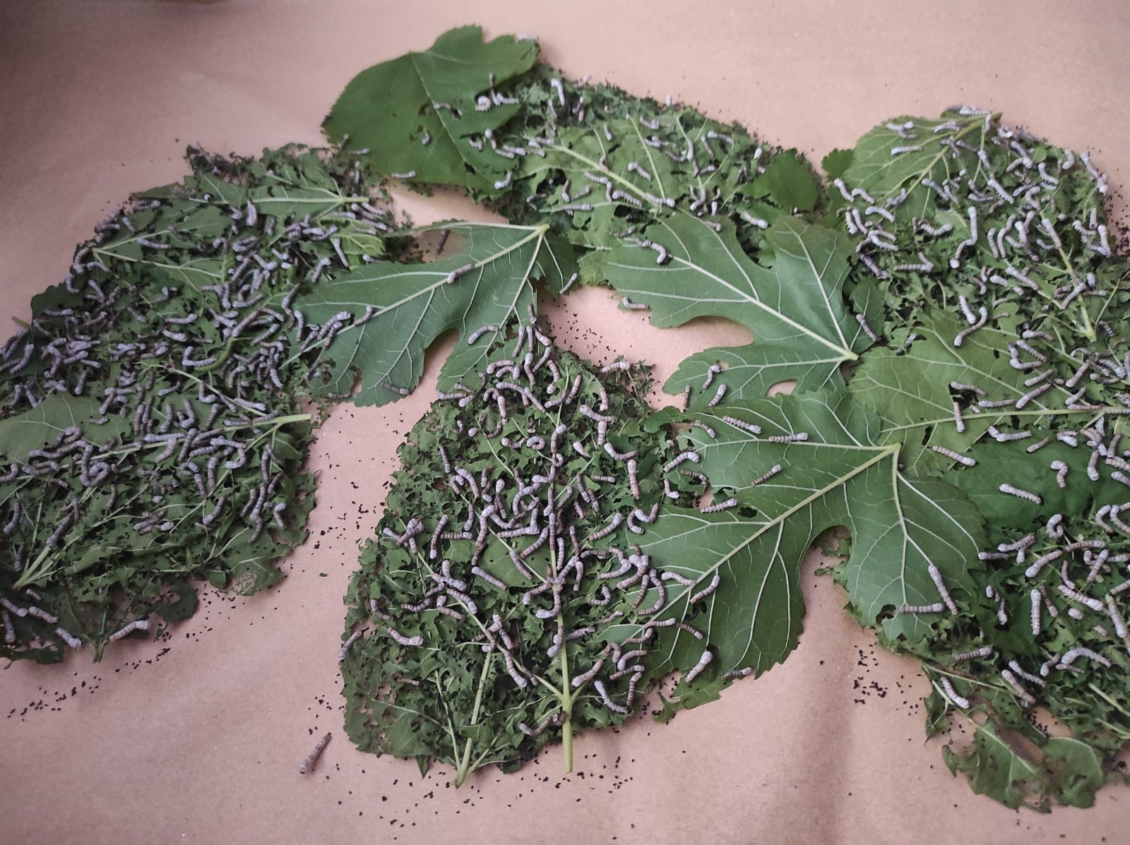 İpek böcekçiliği yeniden canlandırılıyor