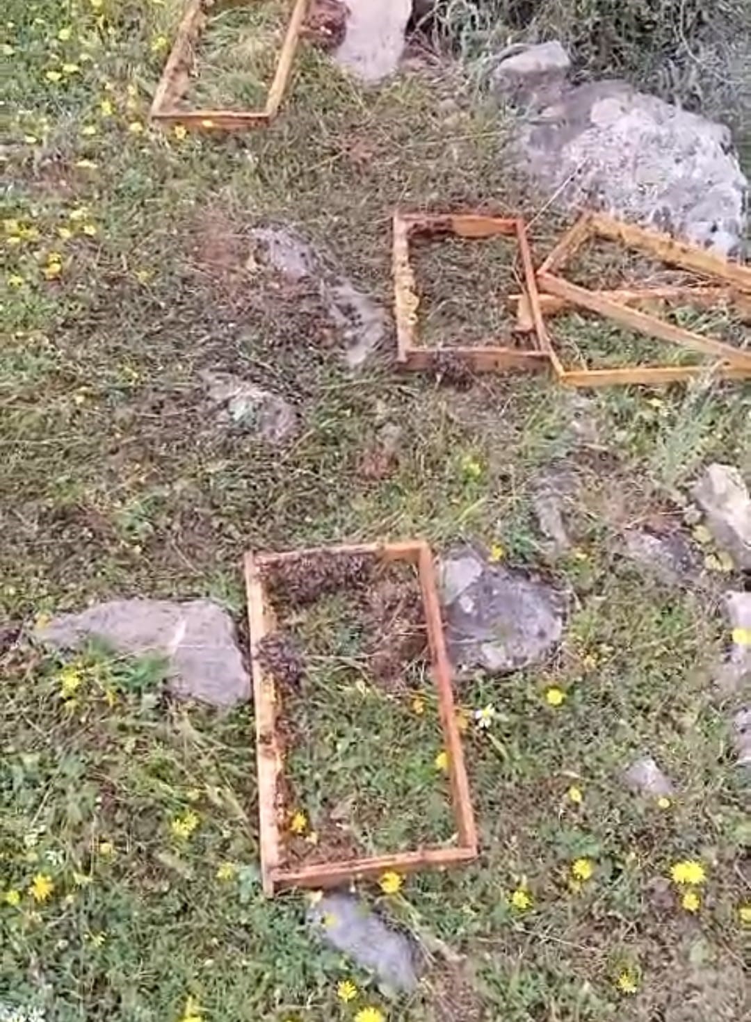 Batman’da aç ayılar arı kovanlarına saldırdı