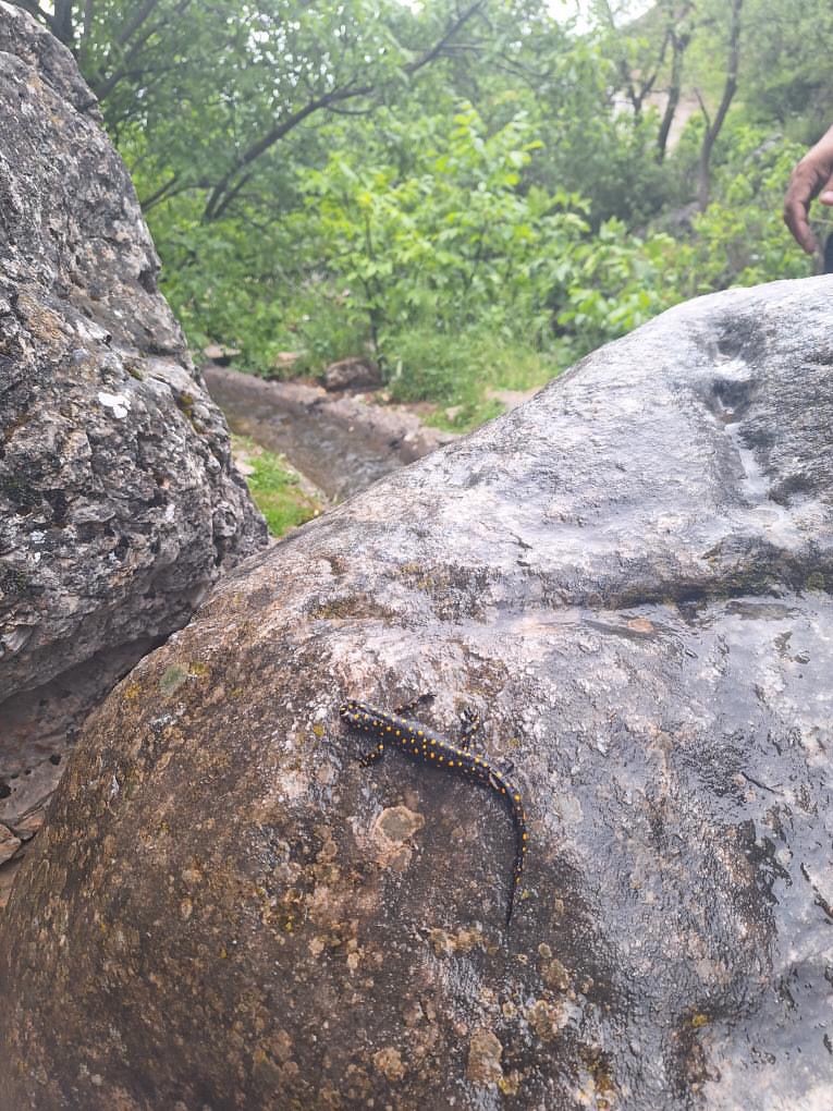 Batman’da ‘Türk Semenderi’ görenleri şaşkına çevirdi