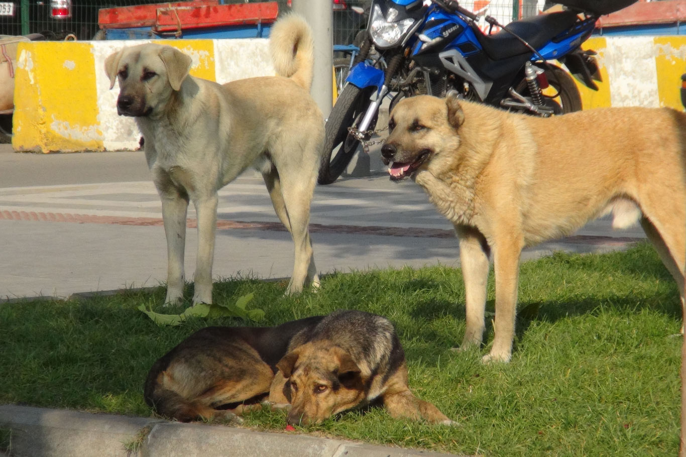STK temsilcileri: Başıboş köpeklerin uyutulması en insani bir seçenektir