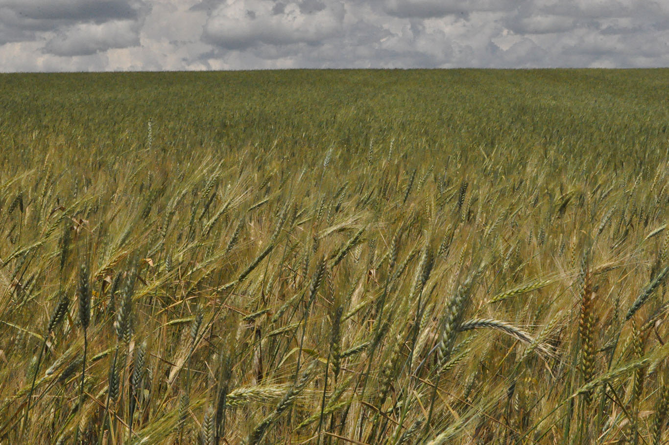 Buğdayda yüksek rekolte bekleniyor