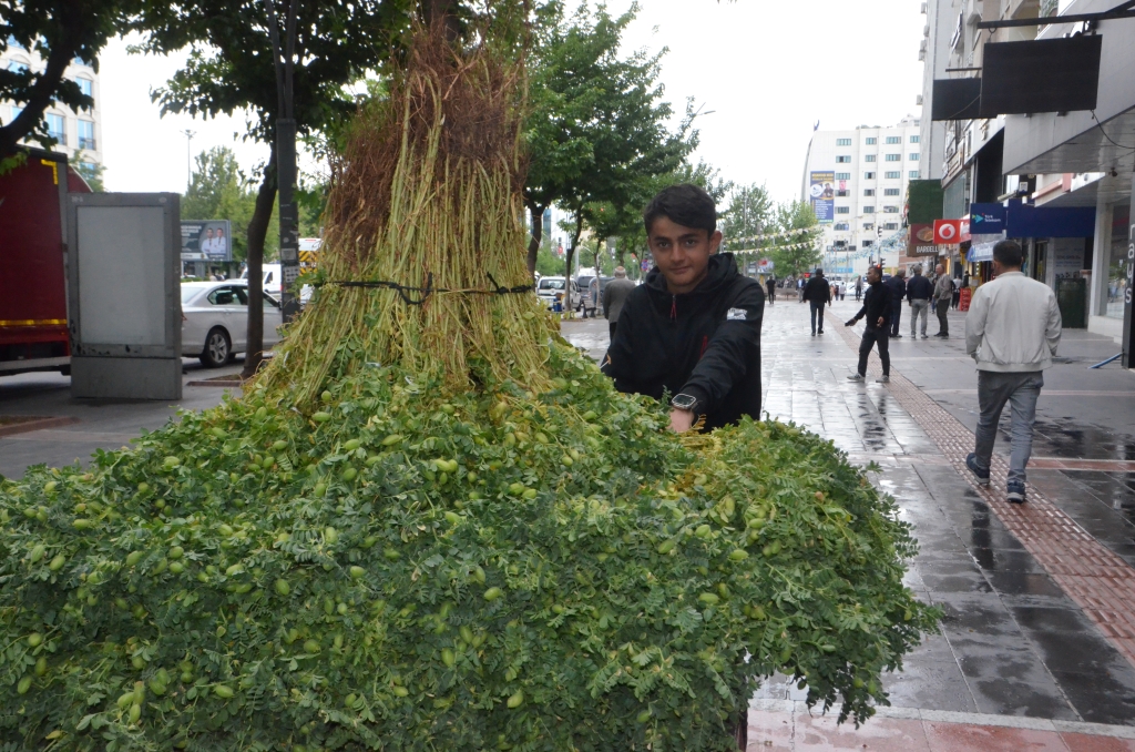 Bahar aylarının vazgeçilmezi yeşil nohut