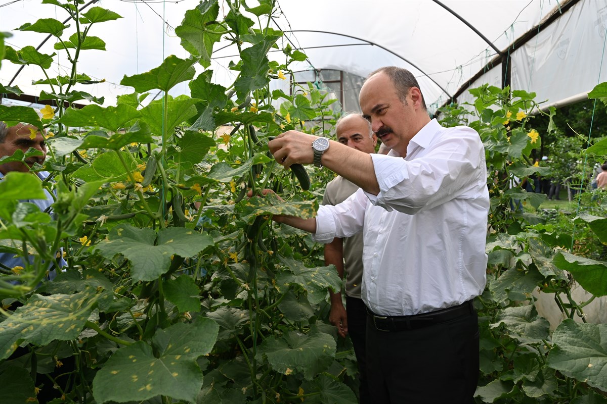 Salatalık hasadı yapıldı