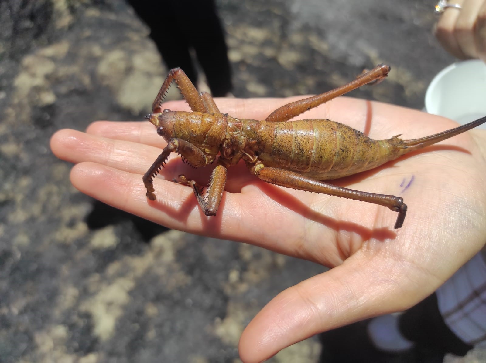 Etçil çekirge büyüklüğü ile dikkat çekti