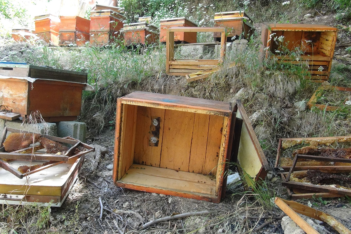 Ayılar arıcıların kabusu oldu!