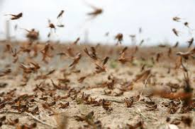 Belediyeden ‘Çekirge istilası’ açıklaması!