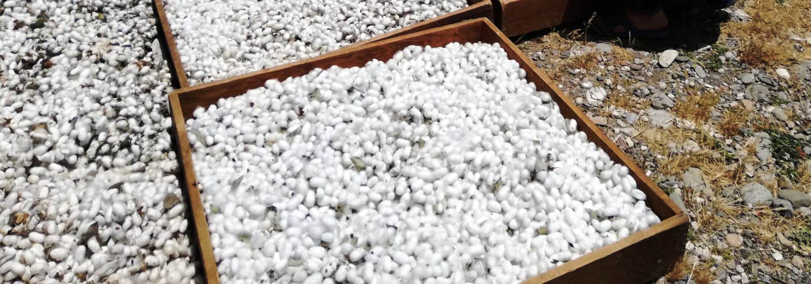 İpek böceği üretimi düştü