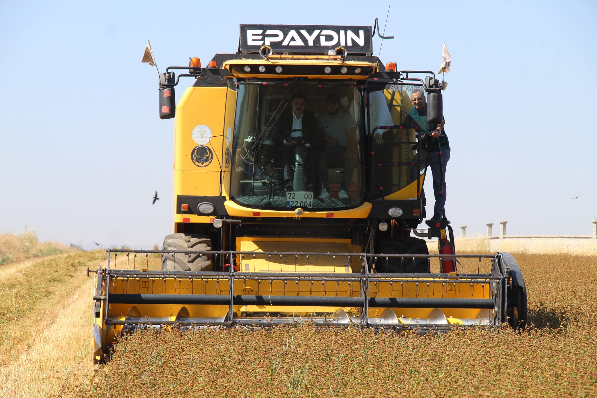 Glutensiz Karabuğday hasadı yapıldı