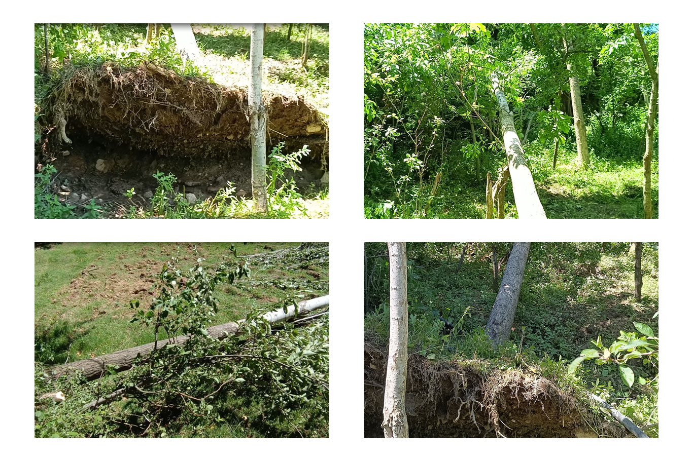 Batman’da fırtına ağaçları kökünden söktü