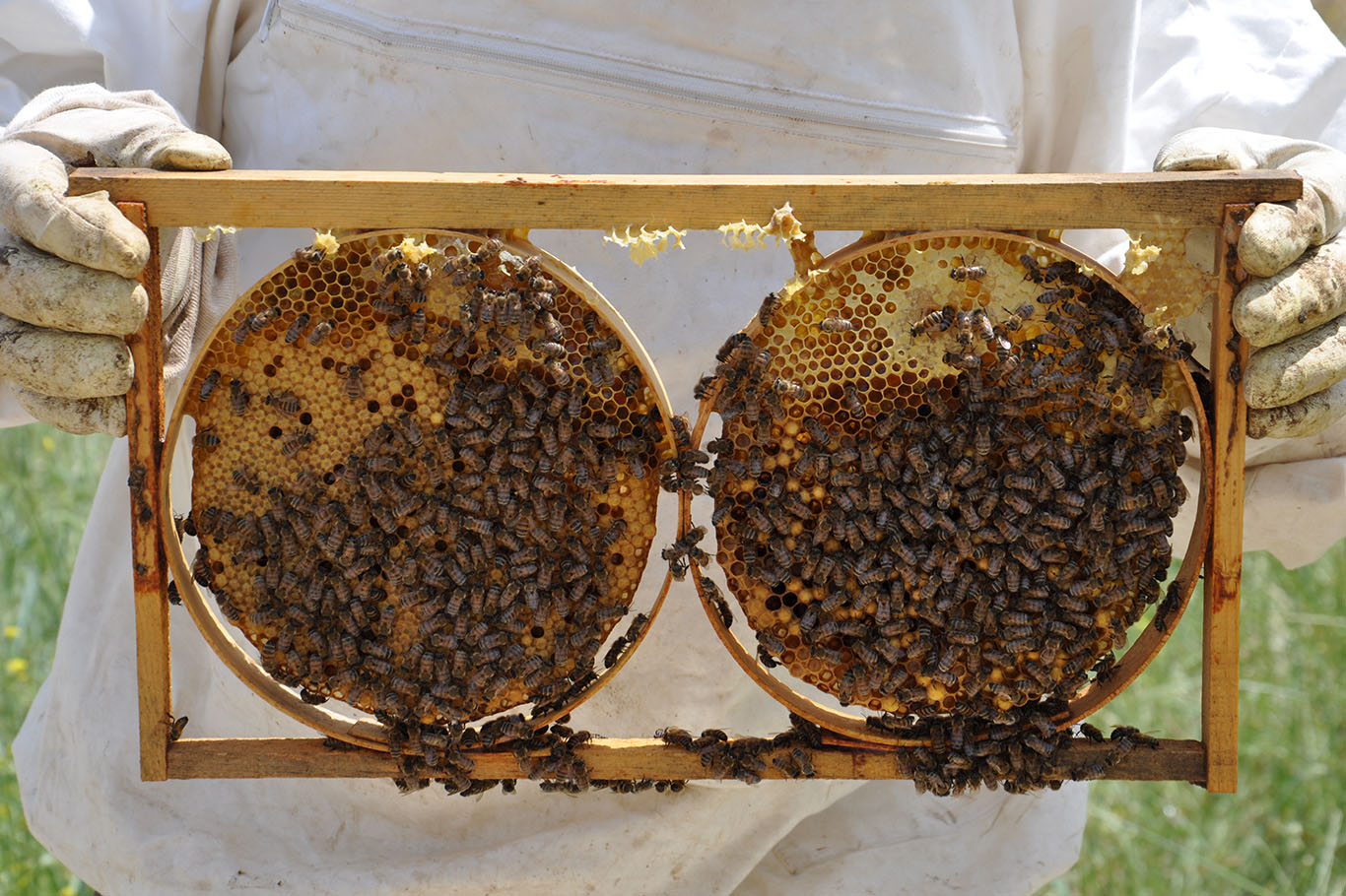 Batman’da 240 ton bal üretiliyor