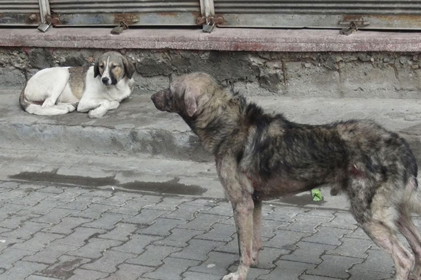 STK’lar Başıboş Köpekler İçin Toplatma Çağrısında Bulundu