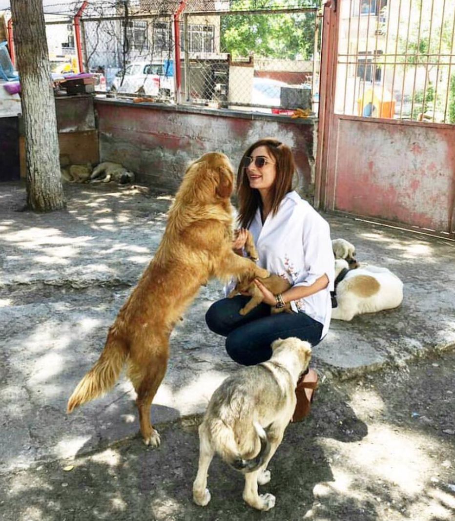 Karaaslan, Sokak Hayvanı Uyutma Tasarısını Eleştirdi