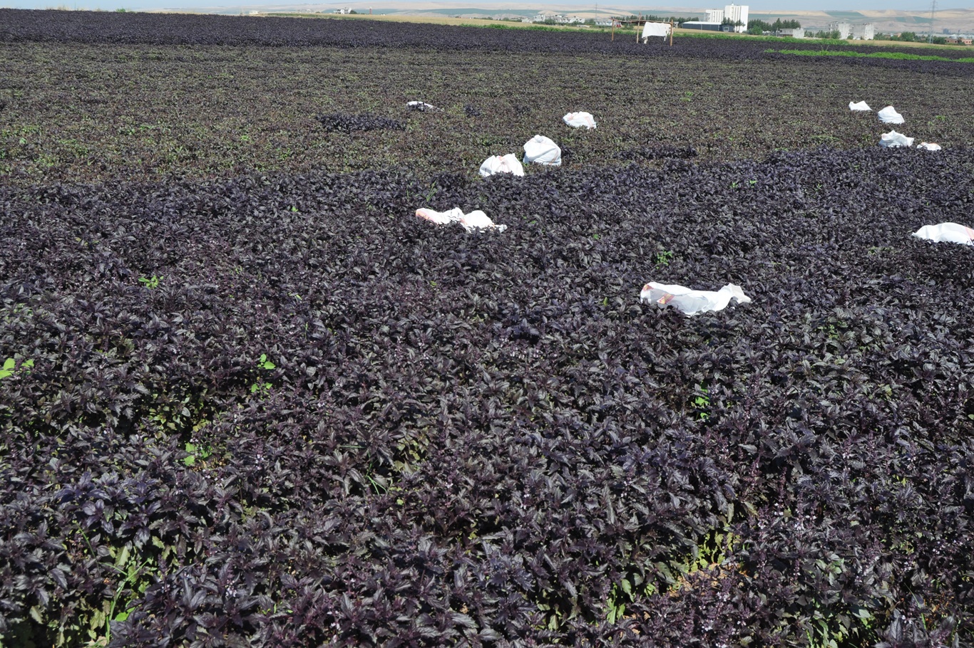 Batman’dan Türkiye’ye Şifa Dağıtan Mor Reyhan