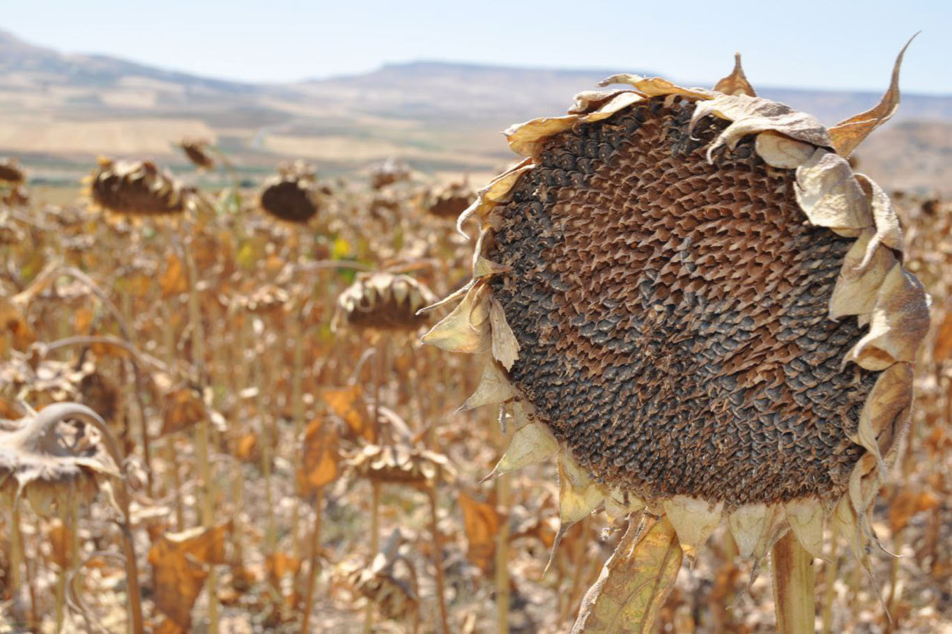 Batman’da ilk kez birinci ürün olan yağlık ayçiçeği hasadı yapıldı