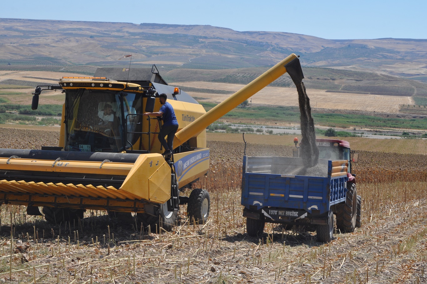 İlk kez yağlık ayçiçeği eken çiftçiler verimden memnun
