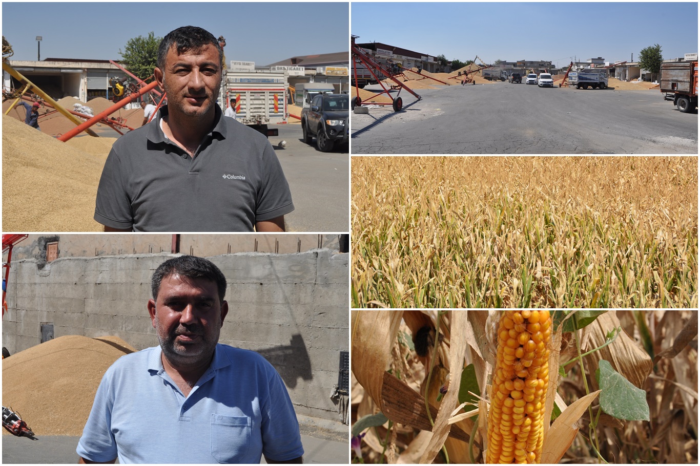 Mısır hasadı öncesi çiftçilerden fiyat beklentisi