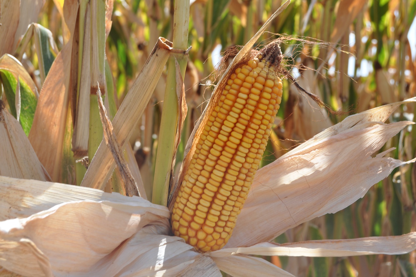 Mısır Hasadı Verimli, Fiyat Endişeli