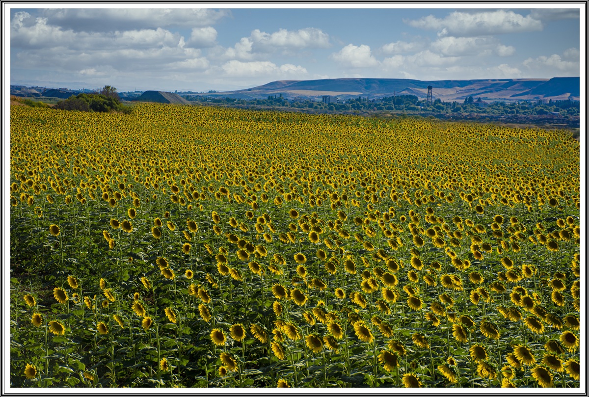 Batman’ın Ayçiçek Tarlaları Trakya’yı Aratmıyor