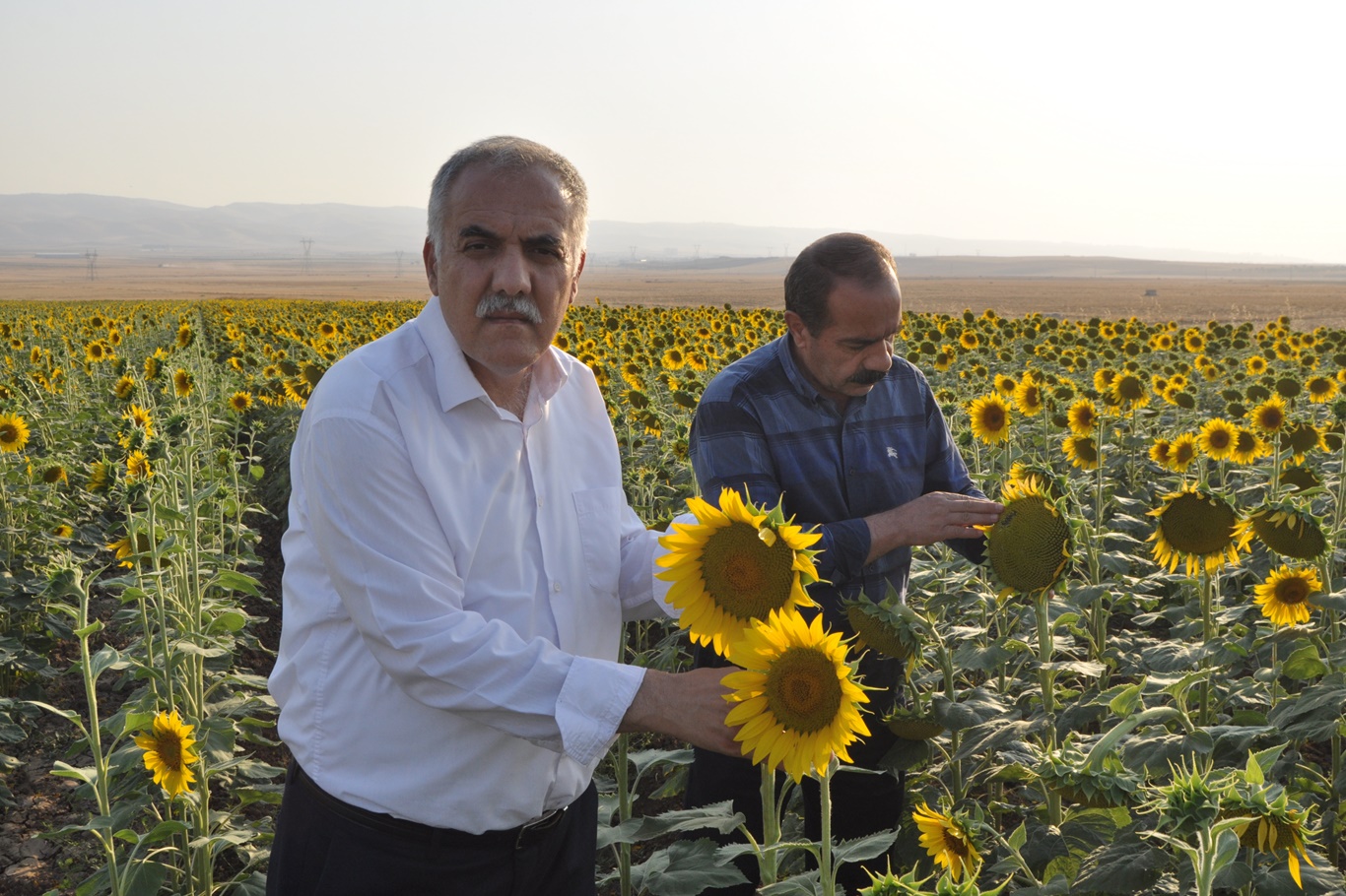 Batman’da Yağlık Ayçiçeği Ekimi Yaygınlaşıyor