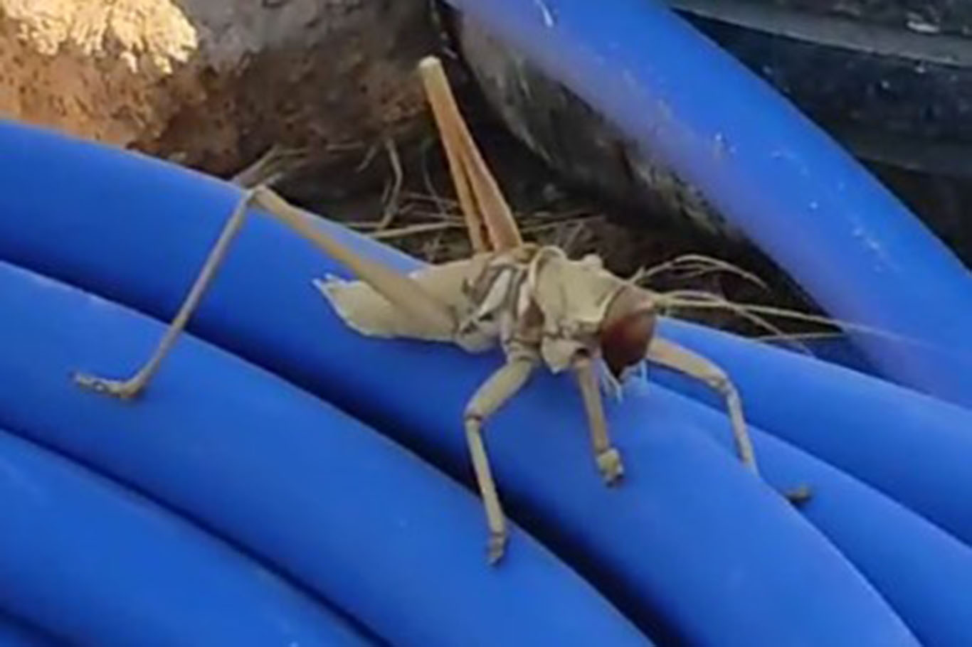 Batman’da Dev Çekirge Şaşkınlık Yarattı