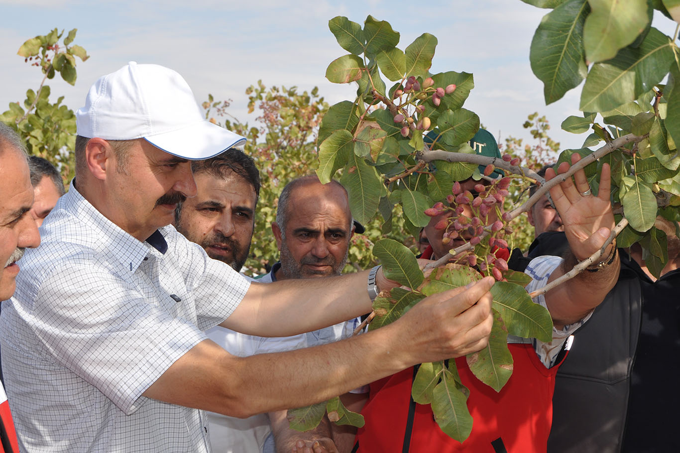 Batman’da Fıstık Hasadı Etkinliği