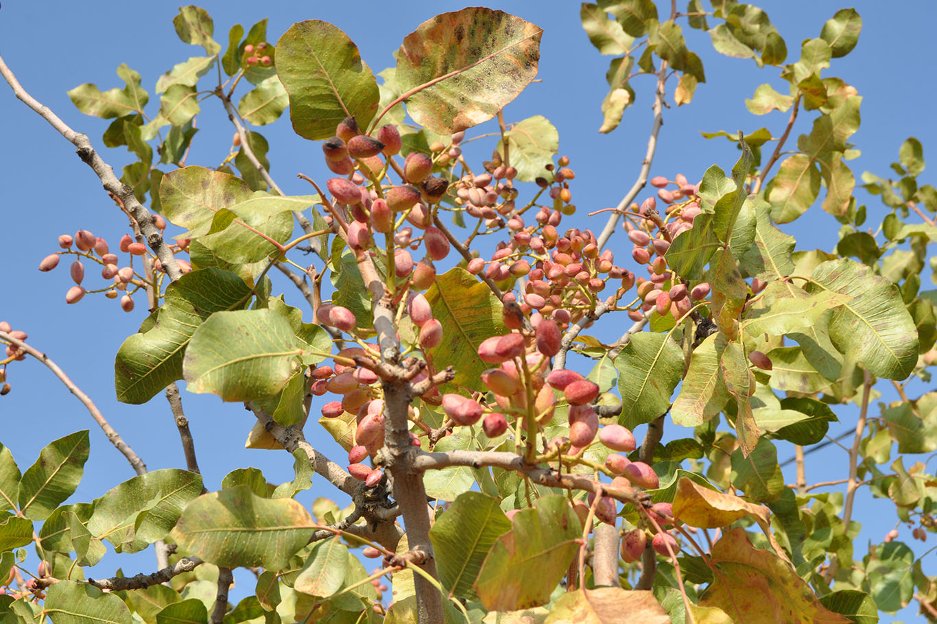 Fıstık Rekoltesi 3 Bin 500 Ton Bekleniyor