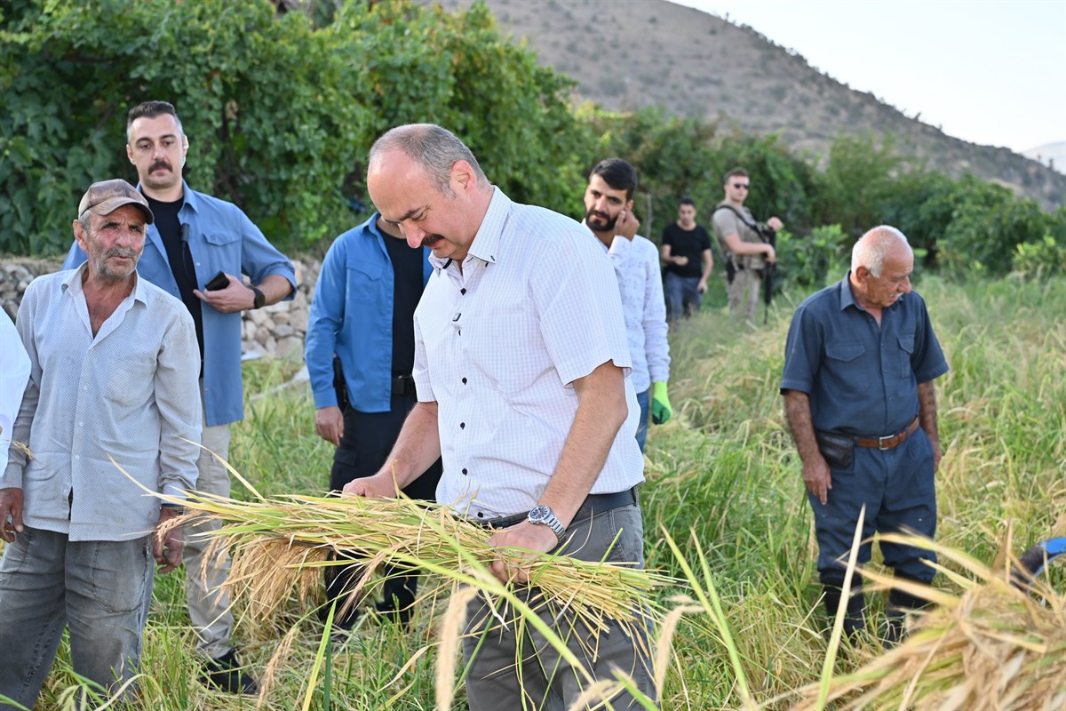 Vali Canalp, Çeltik Hasadına Katıldı
