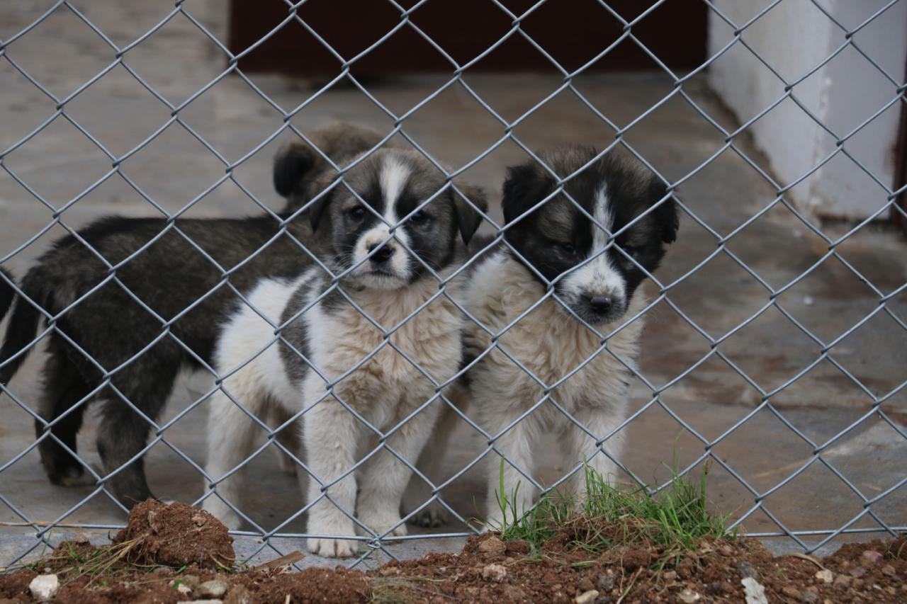 Sokak Hayvanlarına Kapsamlı Tedavi ve Bakım Hizmeti