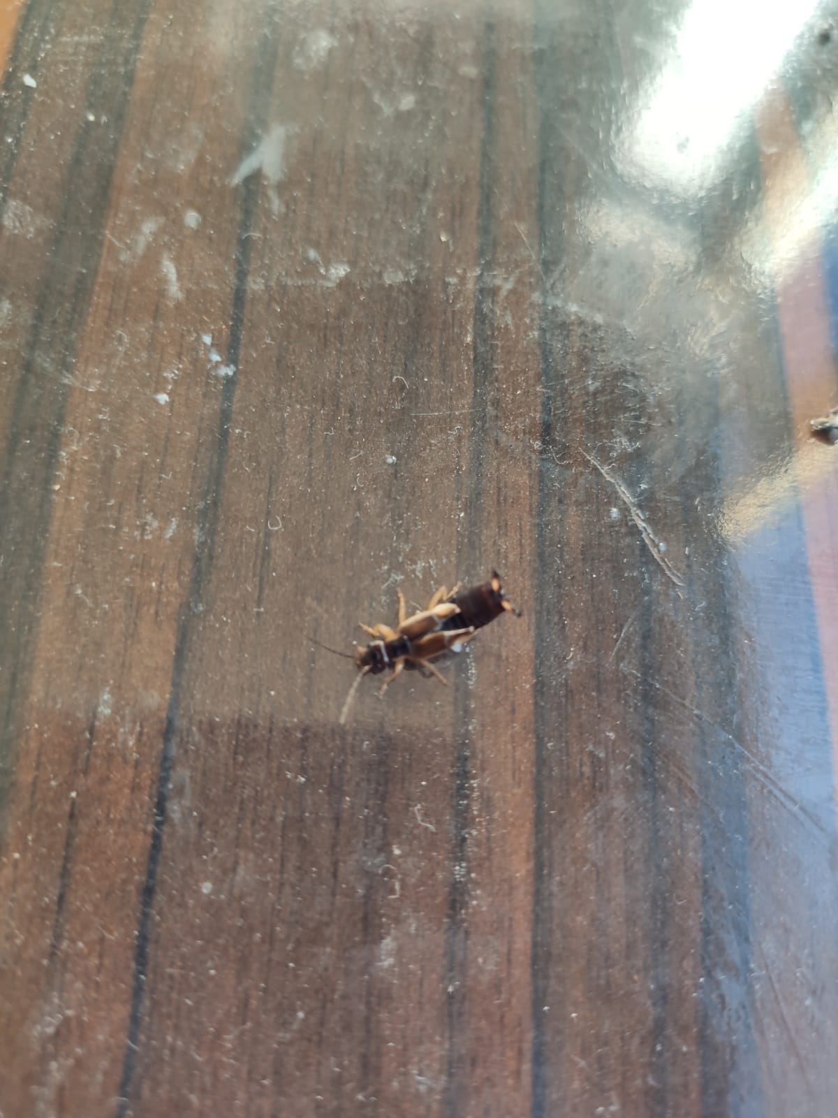 Batman’da Hava Değişikliği Haşere İstilası Getirdi