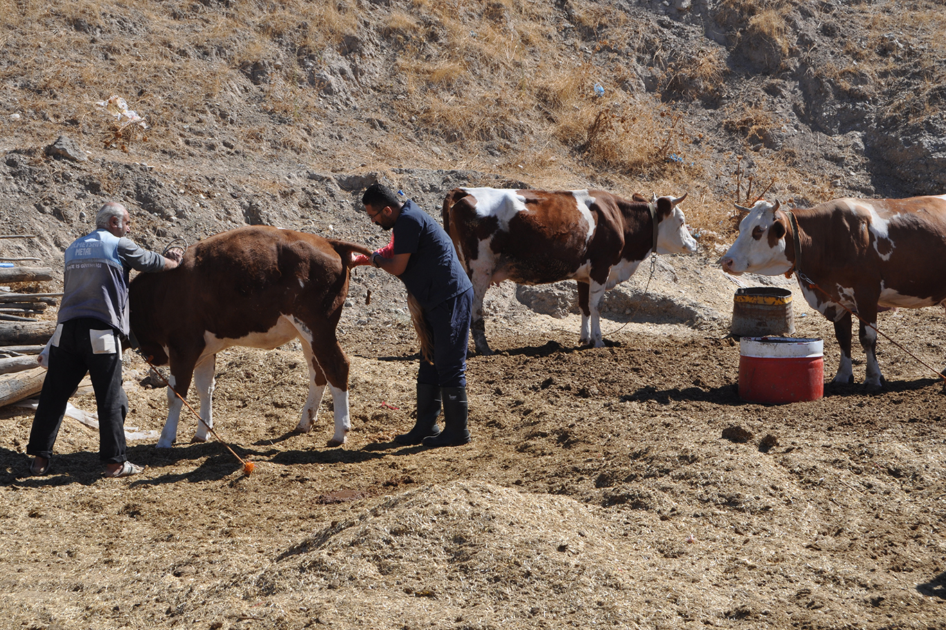 Veterinerden Uyarı: Sonbaharda Hayvanlara Aşı Şart