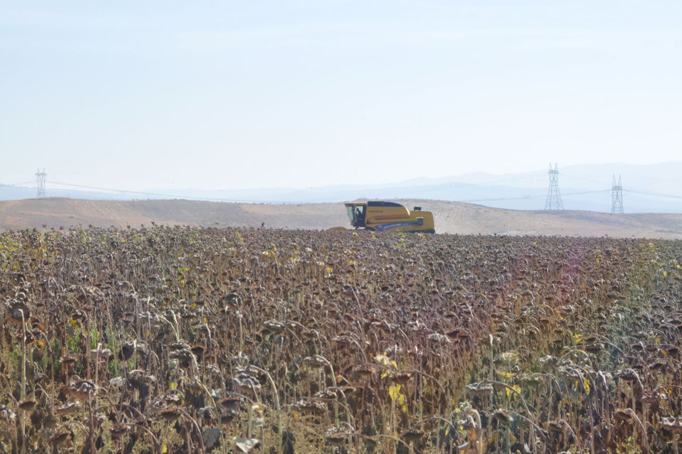 Ayçiçeği Hasadı Yapıldı