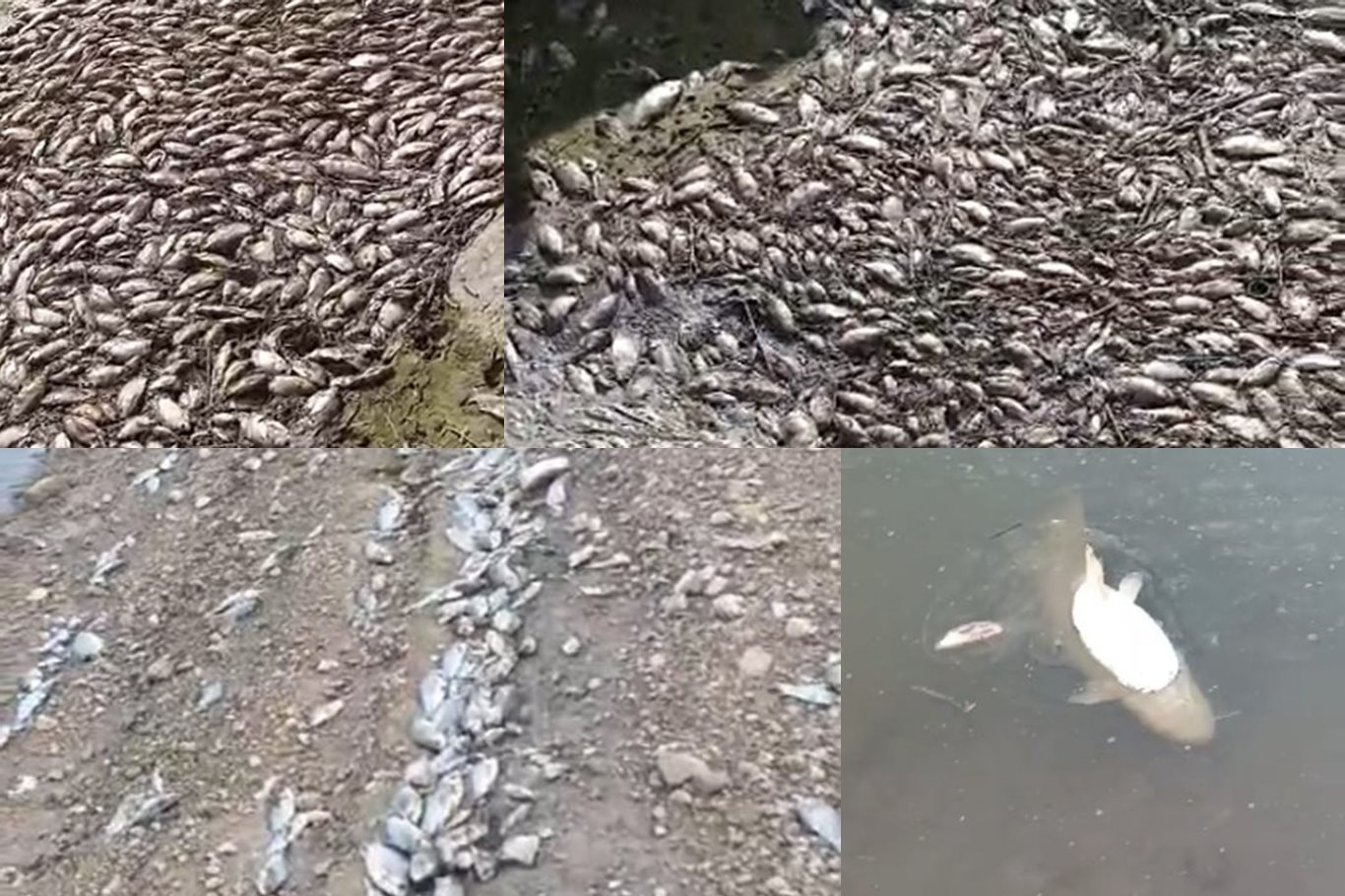 Dicle Nehri’nde Toplu Balık Ölümleri Endişelendiriyor