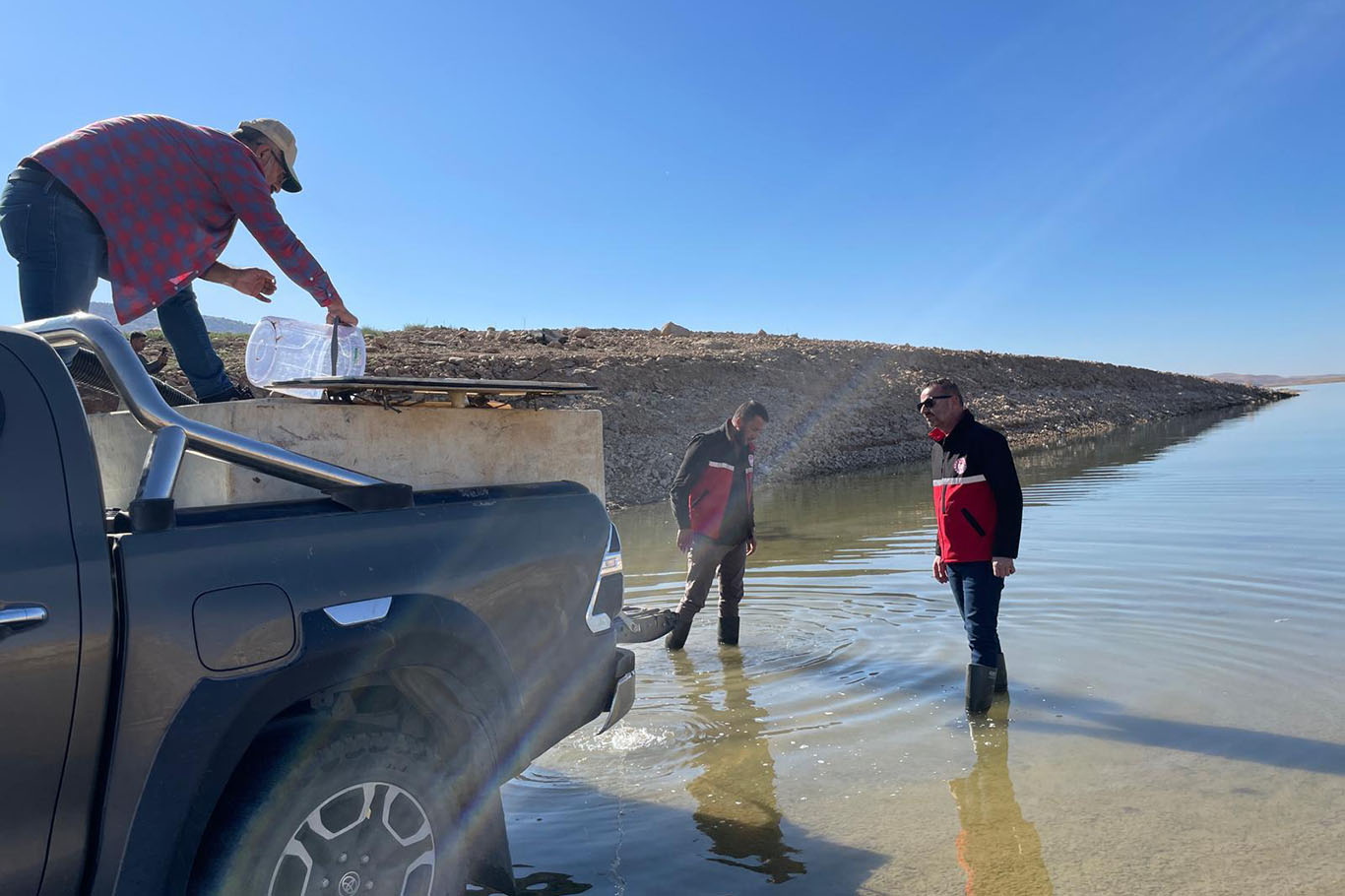 Ilısu’ya 1 Milyon Şabut Balığı Salındı